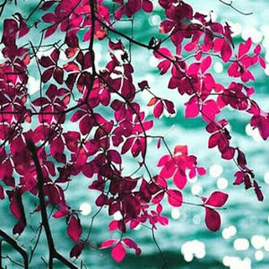 Meet your Posher, Joy